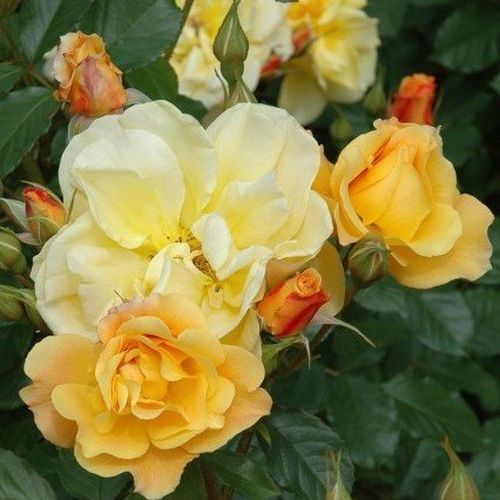 Malcolm Lowe - Rózsa - Autumn Sunset - Online rózsa vásárlás